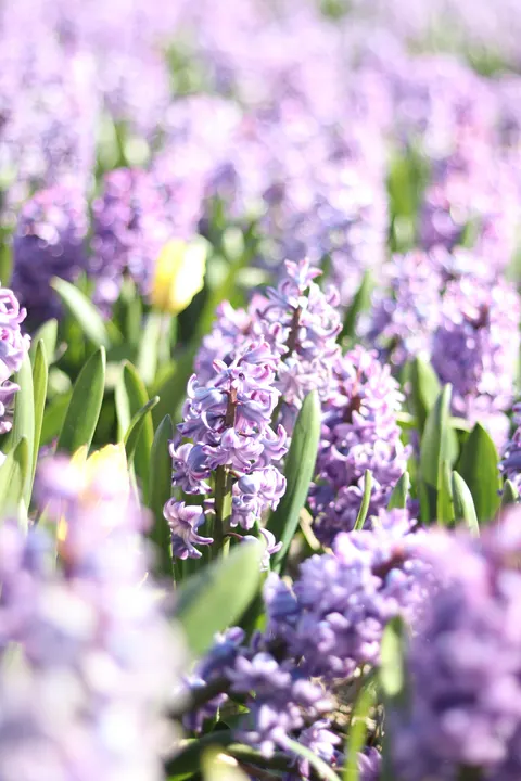 Lavendel Handy-Hintergrundbild · petals · 1440×2160