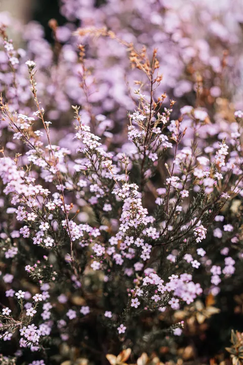 Lavender Phone Wallpaper · petals · 1440×2160