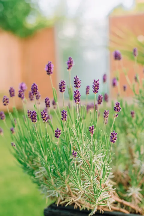 Lavender Phone Wallpaper · petals · 1440×2157