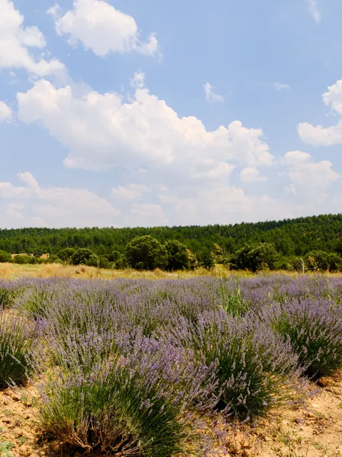 Lavendel Handy-Hintergrundbild · petals · 1440×1919