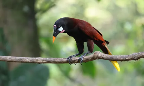 Tapeta Tropikalny Ptak 4K · animals · 3840×2292