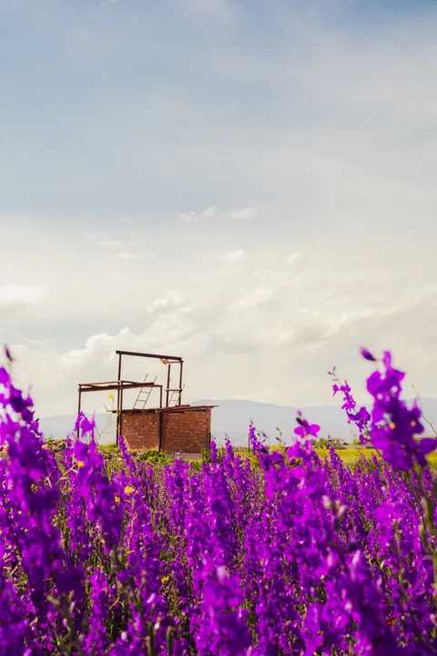 Lavender Phone Wallpaper · petals · 1440×2160
