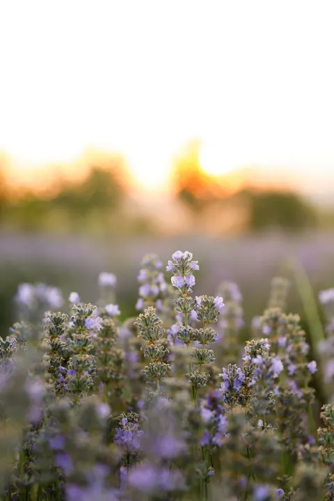 Lavender Phone Wallpaper · petals · 1440×2160