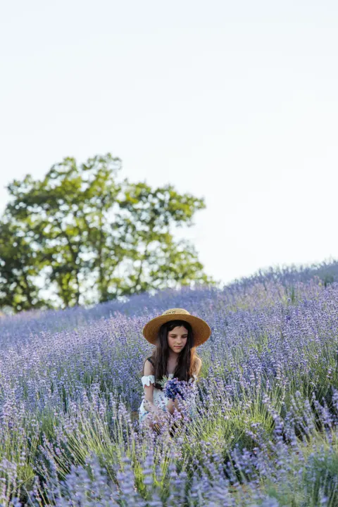 Lavender Phone Wallpaper · petals · 1440×2160