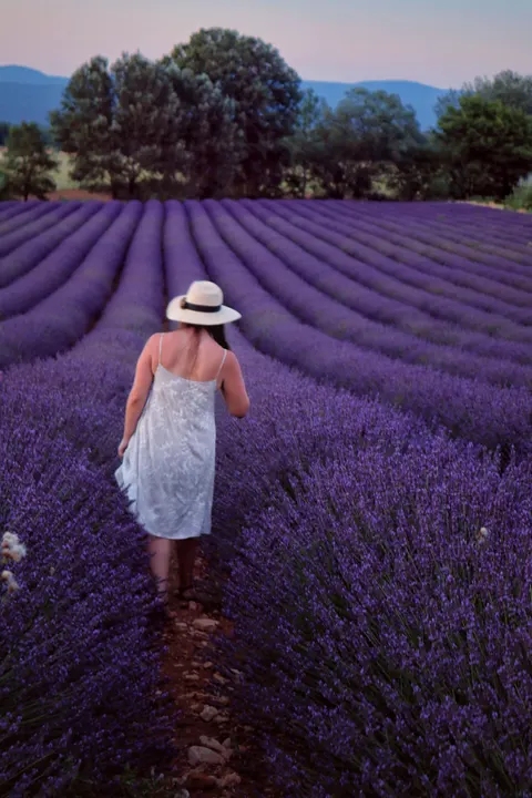 Lavender Phone Wallpaper · petals · 1440×2160