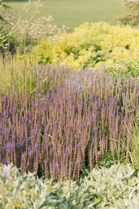 Lavender Phone Wallpaper · petals · 1440×2160