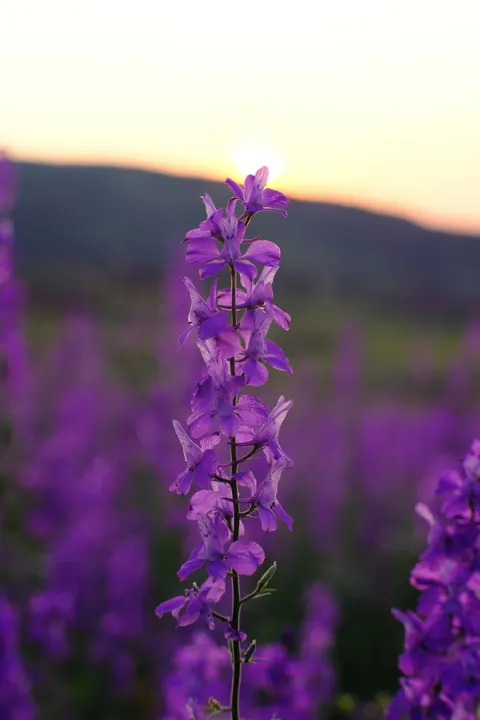 Lavender Phone Wallpaper · petals · 1440×2160