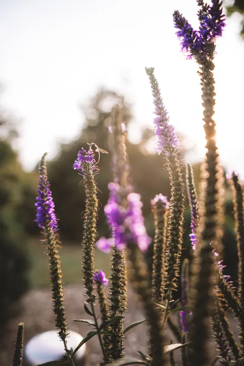 Lavender Phone Wallpaper · petals · 1440×2160