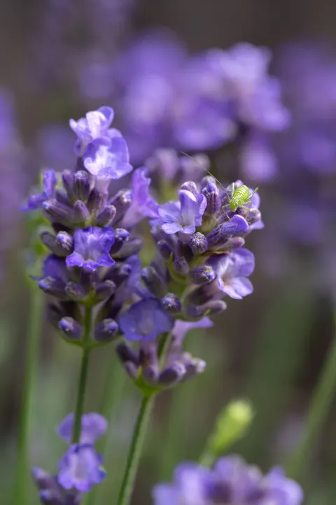 Lavender Phone Wallpaper · petals · 1440×2160