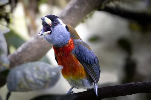 والپیپر پرنده استوایی با کیفیت 4K · animals · 3840×2560