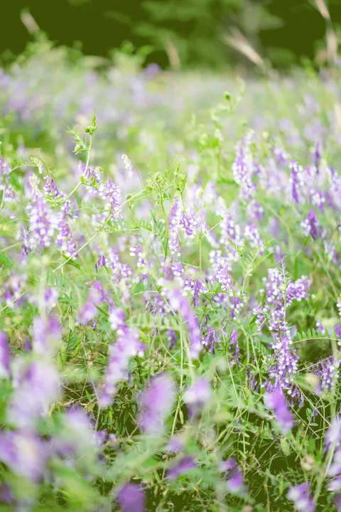 Lavender Phone Wallpaper · petals · 1440×2160
