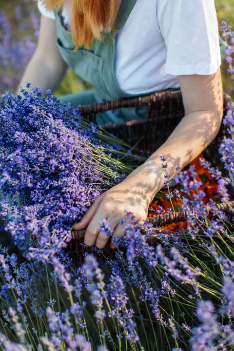 Lavender Phone Wallpaper · petals · 1440×2160