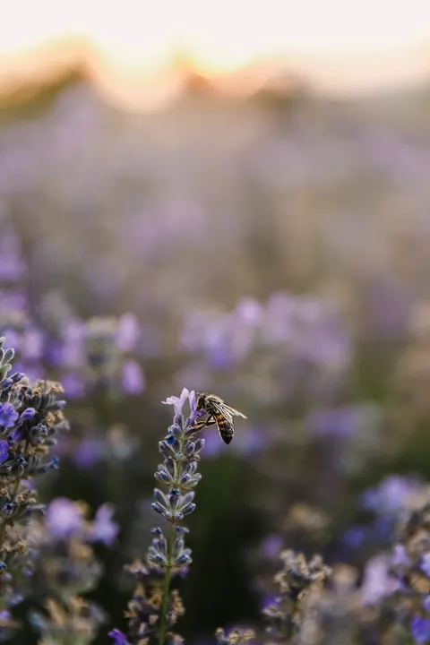 Lavender Phone Wallpaper · petals · 1440×2160