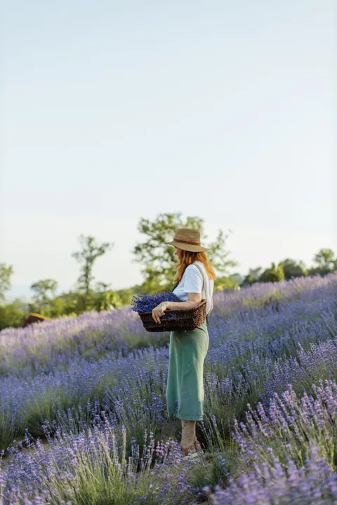 Lavender Phone Wallpaper · petals · 1440×2160