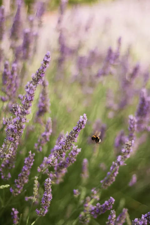 Lavender Phone Wallpaper · petals · 1440×2160