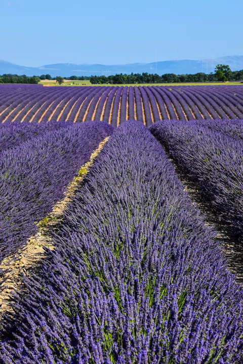 Lavender Phone Wallpaper · petals · 1440×2160