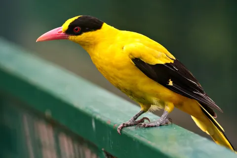 Tropischer Vogel 4K Hintergrundbild · animals · 3840×2560