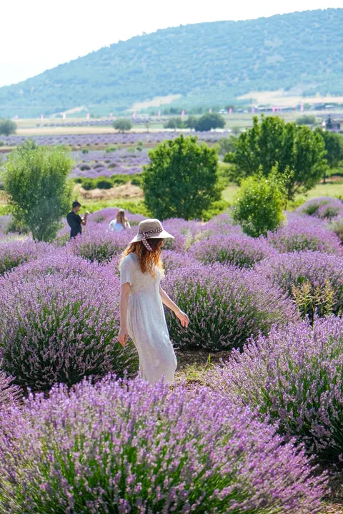Lavender Phone Wallpaper · petals · 1440×2160