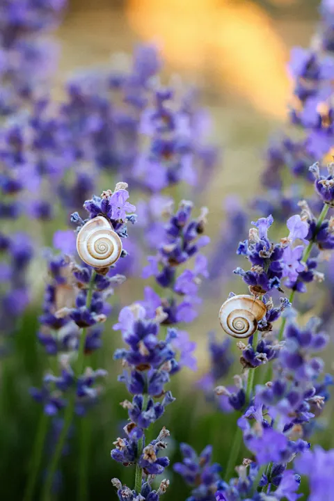 Lavender Phone Wallpaper · petals · 1440×2160