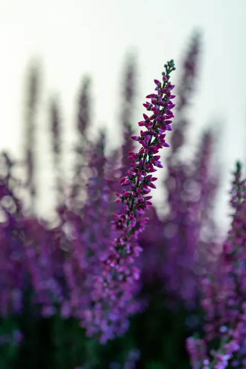 Lavender Phone Wallpaper · petals · 1440×2160