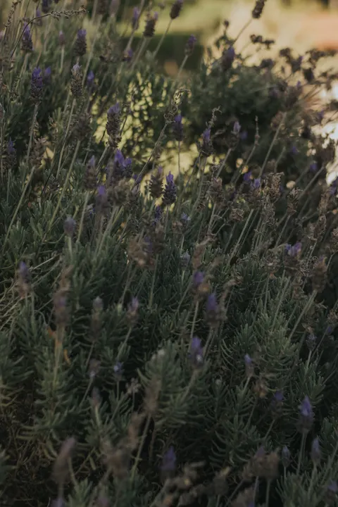 Lavendel Telefoon Achtergrond · petals · 1440×2160