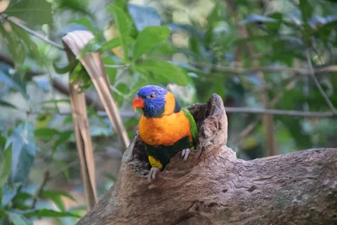 والپیپر پرنده استوایی با کیفیت 4K · animals · 3840×2560