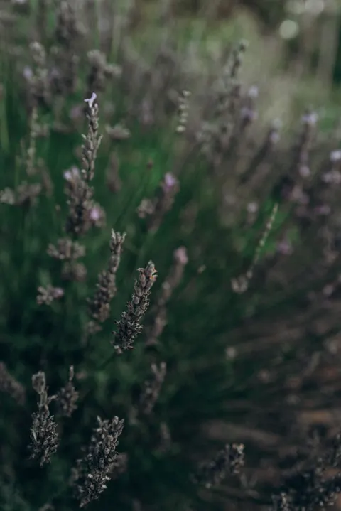 Lavender Phone Wallpaper · petals · 1440×2158