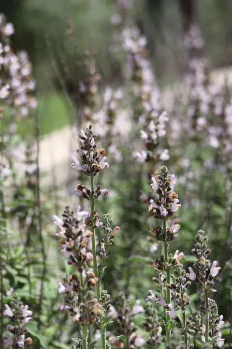 Hoa Lavender Hình Nền Điện Thoại · petals · 1440×2160