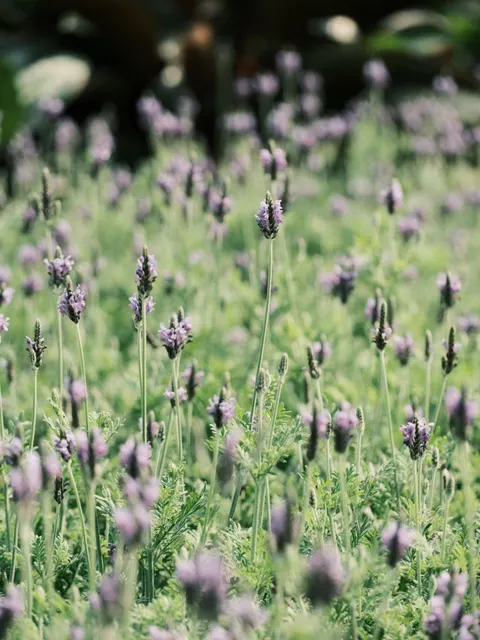 Lavender Phone Wallpaper · petals · 1440×1920