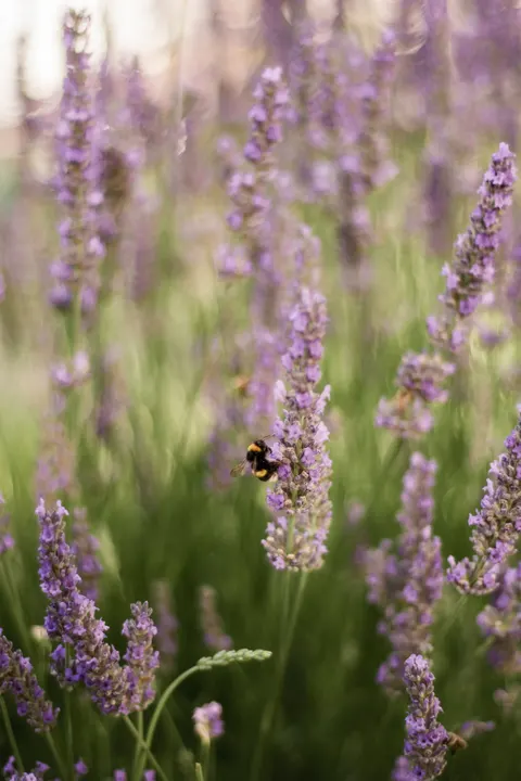 Lavender Phone Wallpaper · petals · 1440×2160