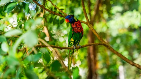 Fondo de pantalla Ave Tropical 4K · animals · 3840×2160