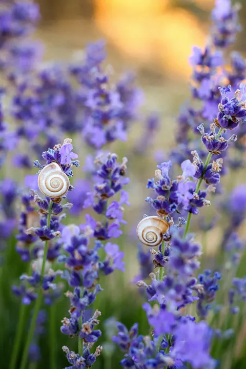 Lavender Phone Wallpaper · petals · 1440×2160
