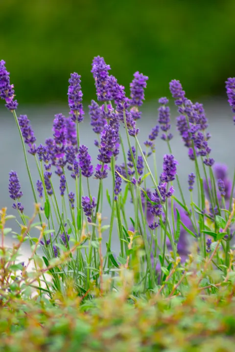 Lavender Phone Wallpaper · petals · 1440×2160