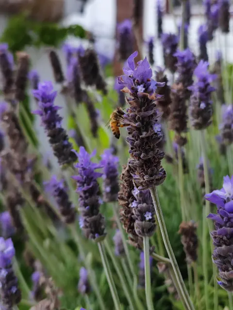 Lavender Phone Wallpaper · petals · 1440×1920