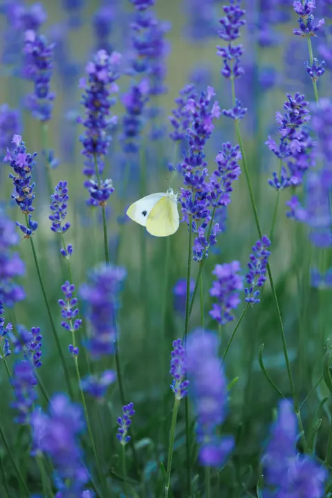 Lavender Phone Wallpaper · petals · 1440×2160