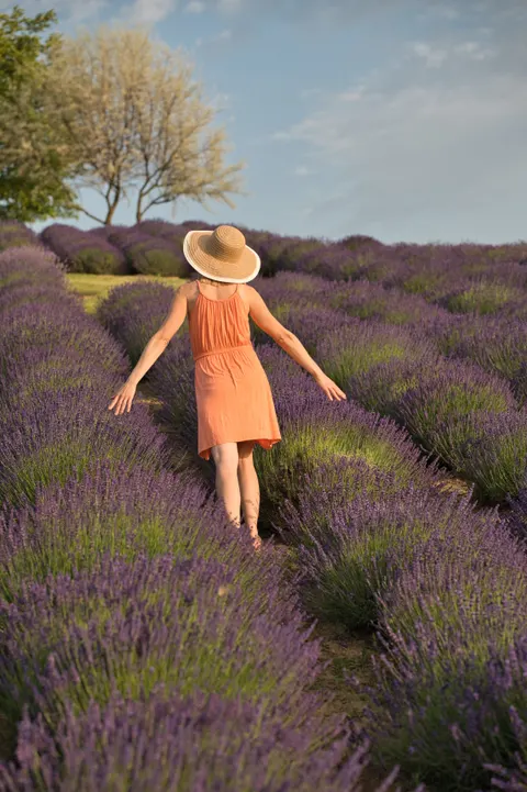 Lavender Phone Wallpaper · petals · 1440×2160