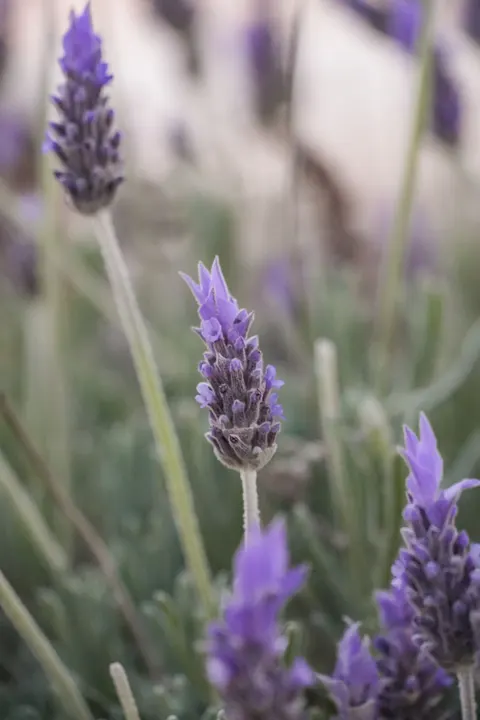 Lavender Phone Wallpaper · petals · 1440×2160