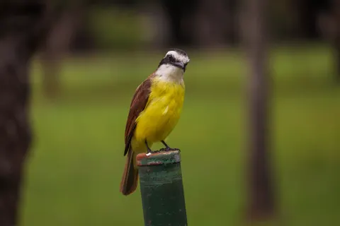 والپیپر پرنده استوایی با کیفیت 4K · animals · 3840×2560
