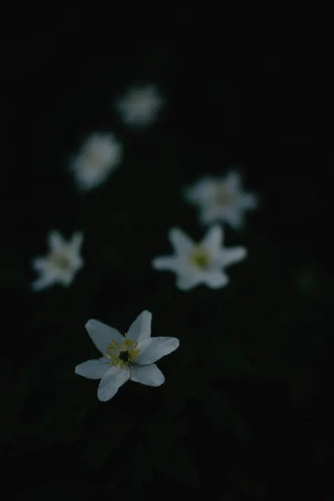 White Blooms Phone Wallpaper · petals · 1440×2160