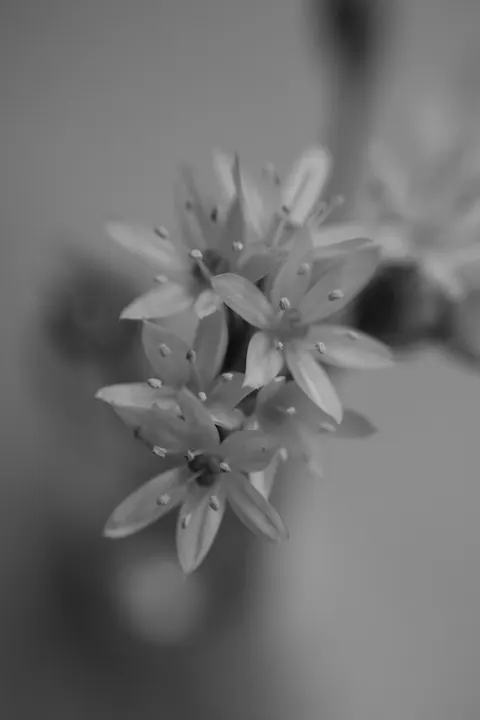White Blooms Phone Wallpaper · petals · 1440×2160
