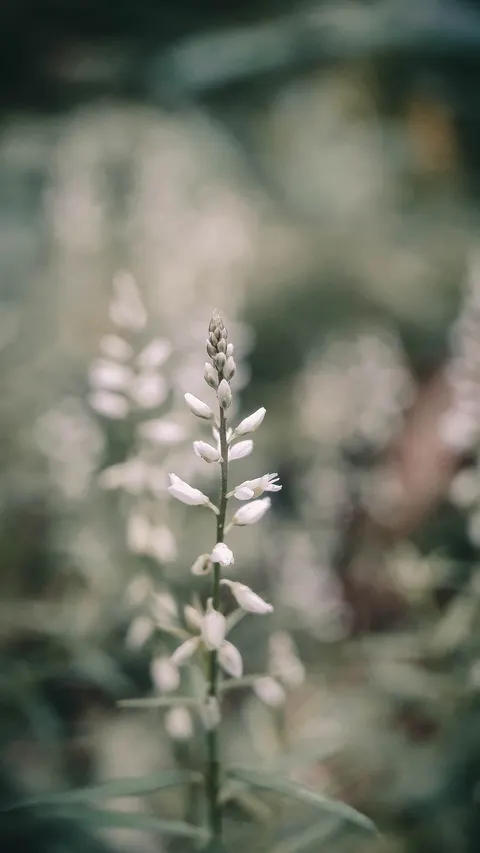 White Blooms Phone Wallpaper · petals · 1440×2560
