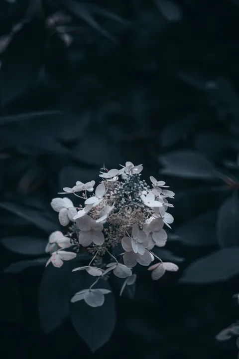 하얀 꽃송이 휴대폰 배경화면 · petals · 1440×2160