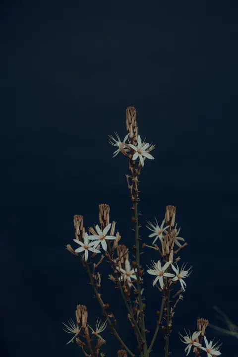 Białe kwiaty Tapeta na Telefon · petals · 1440×2160
