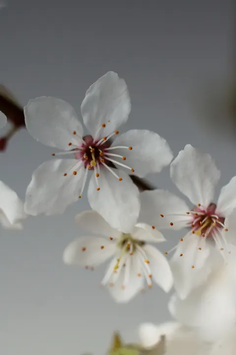 White Blooms Phone Wallpaper · petals · 1440×2160