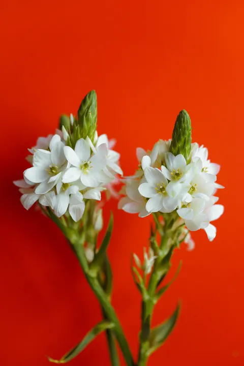 White Blooms Phone Wallpaper · petals · 1440×2160