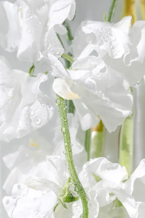 White Blooms Phone Wallpaper · petals · 1440×2160