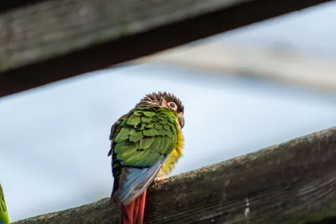 Tropical Bird 4K Wallpaper · animals · 3840×2563
