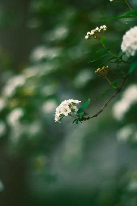 White Blooms Phone Wallpaper · petals · 1440×2160