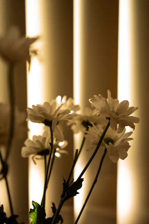 White Blooms Phone Wallpaper · petals · 1440×2160