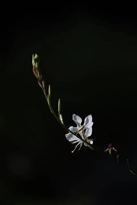 सफेद खिले फूल मोबाइल वॉलपेपर · petals · 1440×2160